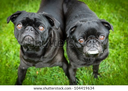 Black Chinese Pug