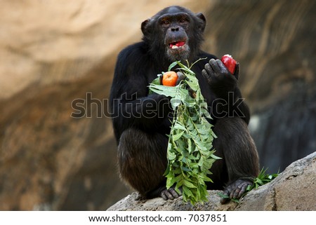 stock-photo-chimpanzee-eating-an-apple-7037851.jpg