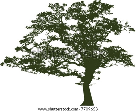 stock vector : Vector of an oak tree silhouette