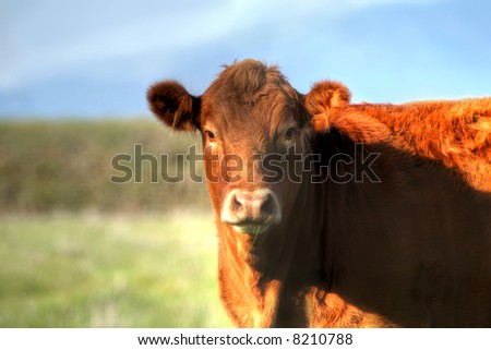 A cow in a field with a blade of grass in her mouth