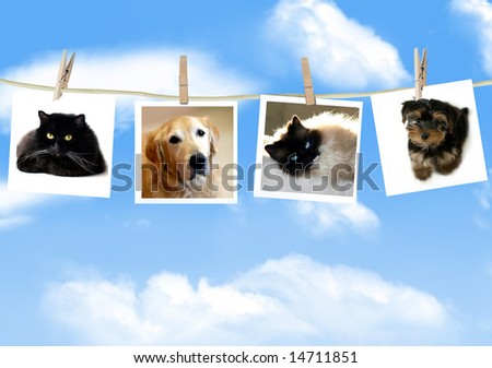 Photos of dogs and cats hanging from a clothes line