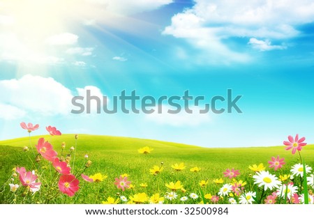 Spring flowers and a grassy meadow