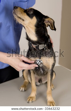 A cute dog getting a check at the vet\'s office