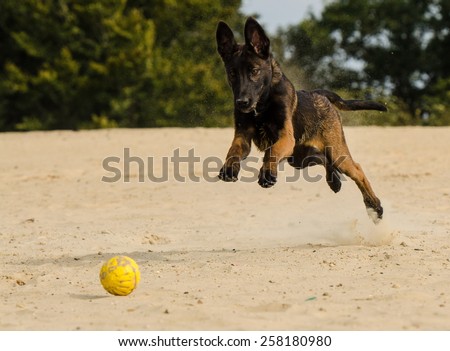 Young Malinois is running after the ball
