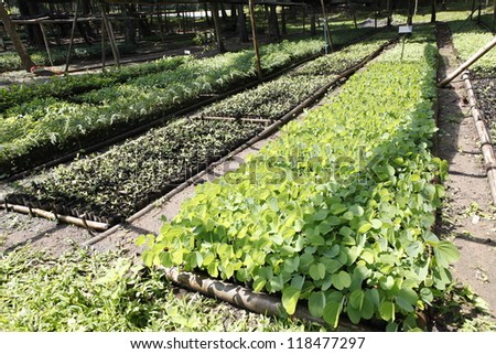Young plants growing in a very large plant nursery