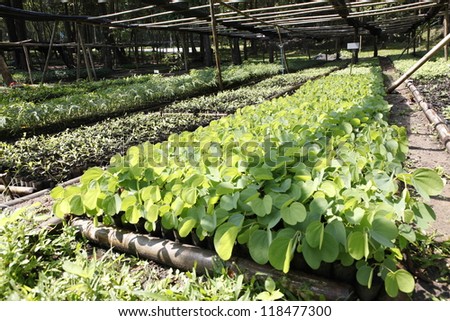 Young plants growing in a very large plant nursery