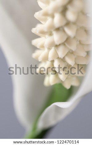 Spathiphyllum (peace lily) flower part, close-up shot, local focus