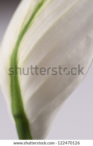 Spathiphyllum (peace lily) flower back fragment, close-up shot