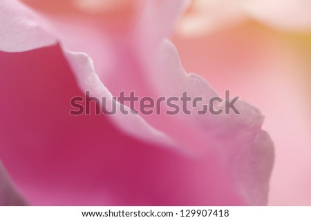 Peony flower macro abstract shot
