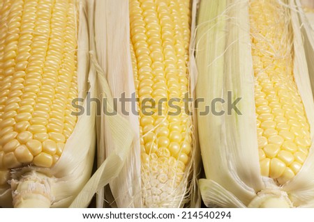 Corn cobs (maize), closeup shot, local focus