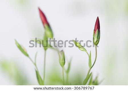 Flax (Linum grandiflorum) buds over light background, close up shot, local focus