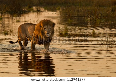 Morning Walk of a male lion