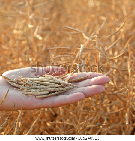 Human hand holding oilseed crop in front of field