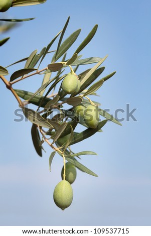 Close up of olives at tree branch, Mediterranean countries