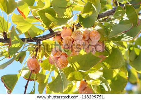 Leaves and fruit of the ginkgo tree in fall