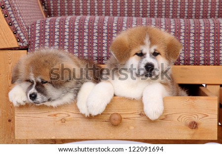 Pets, two Akita Inu puppy dog in drawer of sofa