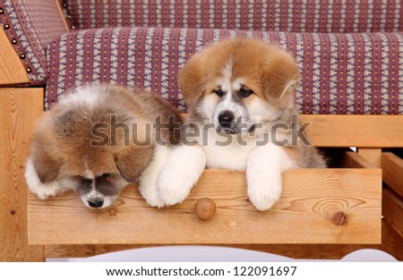 Pets, two Akita Inu puppy dog in drawer of sofa