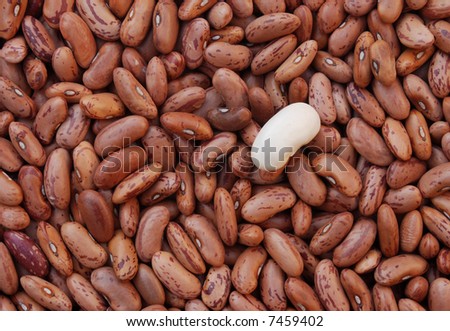 Brown bean with one white bean