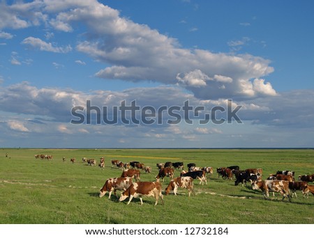 Cow herd in green field with blue sky and white clouds