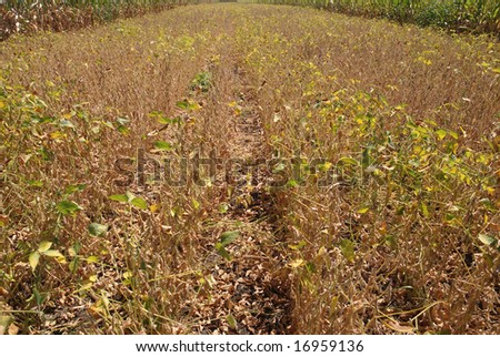 Yellow cultivated soy field in early fall before harvest