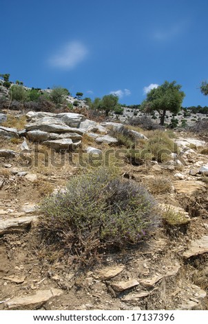 Rocks and vegetation with olive trees in Mediterranean country