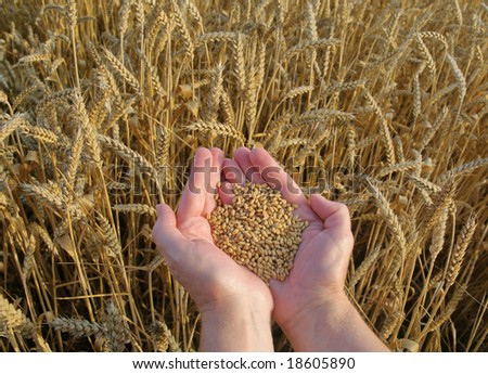 Human hands with hep of wheat in field