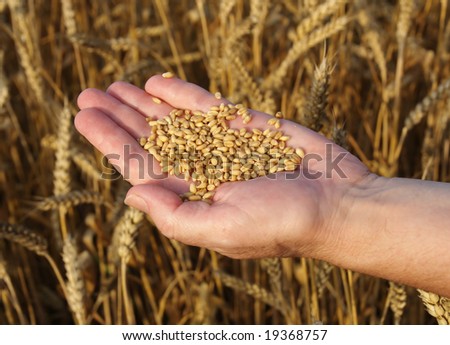 Human hand with heap of wheat in field