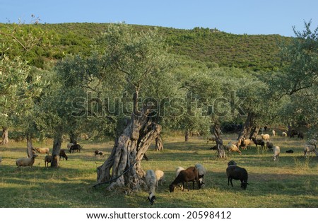 olive trees. சைத்தூன் மரங்கள். Stock-photo-olive-tree-planting-and-sheep-at-thassos-greece-20598412