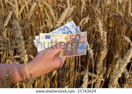 Human hand with euros in wheat field