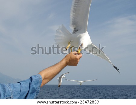 Flying seagull taking food from human hand