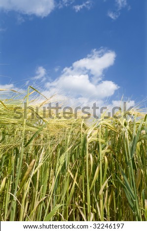 Close up photo of  wheat in spring with blue sky and clouds