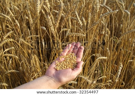 Human hand with hep of wheat in field