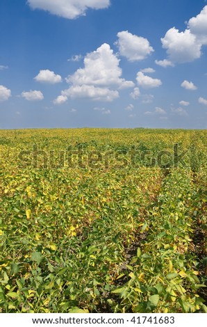 Green cultivated soy field in late summer