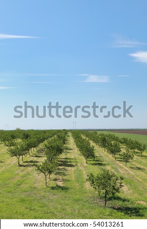 Orchard in early spring with blue sky