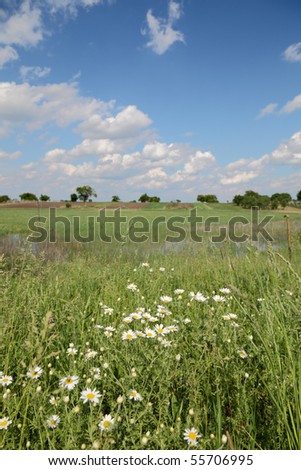 Close up of flowers in marsh with cultivated land in background
