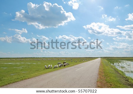 Herd of sheep eating grass at meadow side a road with beautiful sky