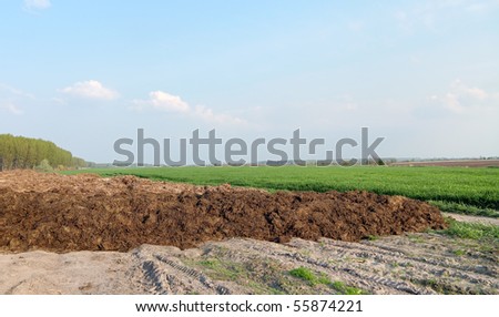 Mushrooms+from+cow+manure