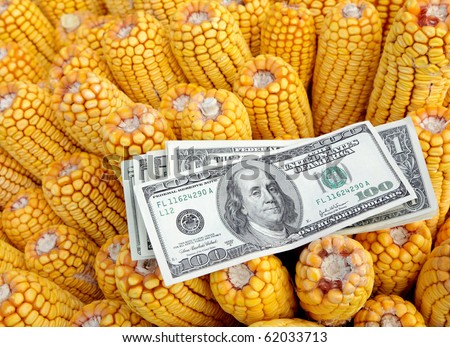 Agricultural concept, closeup of dollar banknote at corn