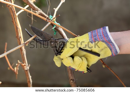 Pruning grape in a vineyard selective focus on hand in gloves