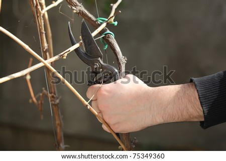 Pruning grape in a vineyard selective focus on hand