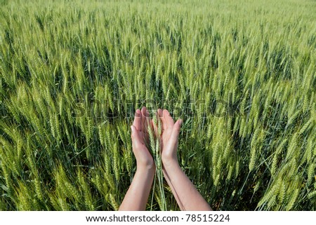Human hands with  wheat in green  field
