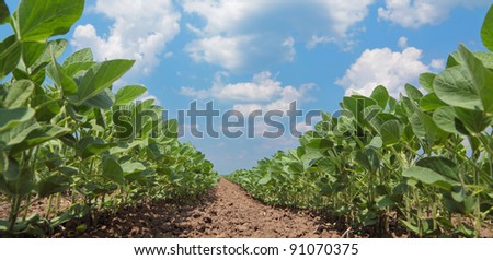 Green cultivated soy plant field in early summer