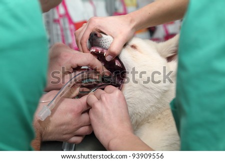 Animal surgery, putting  anesthesia breathing circuit set to dog mouth