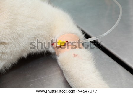 Young Akita dog with anesthetic syringe before veterinary surgery