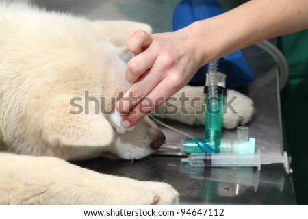 Disinfection of dog eye and eyelid  before veterinarian surgery