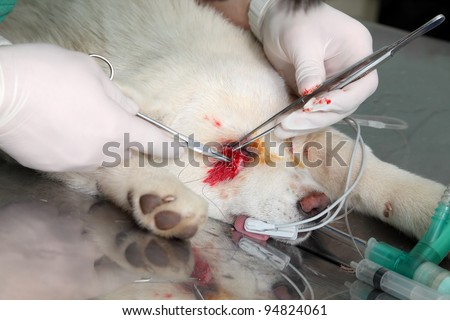 Eyelid surgery on young akita dog
