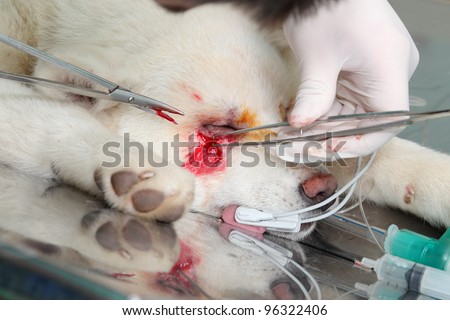 Eyelid surgery on young akita dog