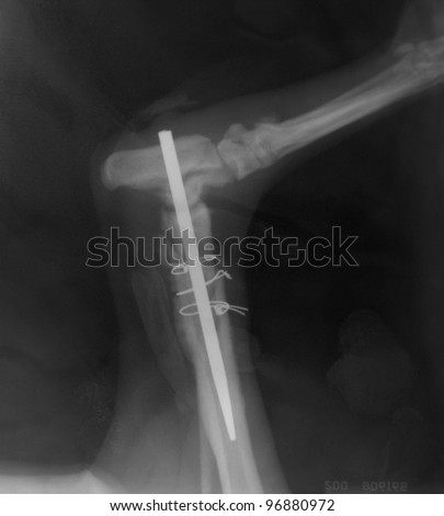 X ray of  broken dog bone with surgical pin