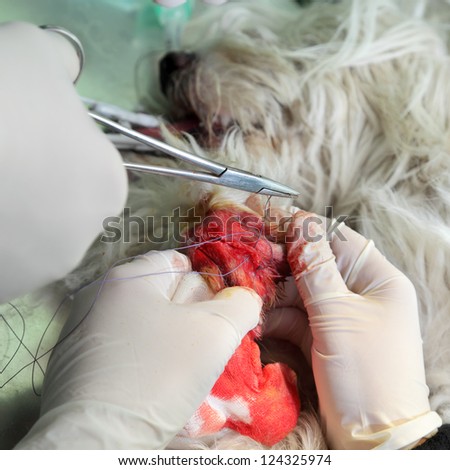 Veterinarian surgery, operating of wounded dog leg