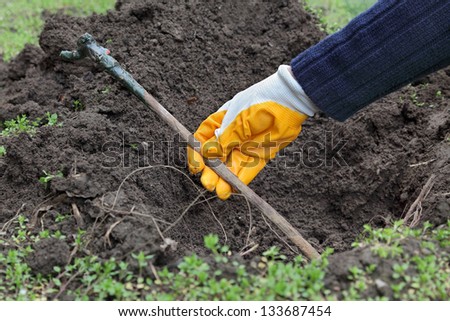 Farmer hand planting grape plant to hole in ground